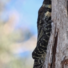 Varanus varius (Lace Monitor) at Bournda National Park - 7 Sep 2020 by RossMannell