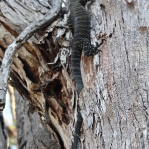 Varanus varius at Bournda, NSW - 7 Sep 2020