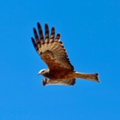 Lophoictinia isura (Square-tailed Kite) at Bournda, NSW - 7 Sep 2020 by RossMannell