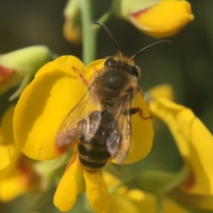 Trichocolletes sp. (genus) at Acton, ACT - 19 Sep 2020