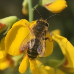 Trichocolletes sp. (genus) (Spring Bee) at Acton, ACT - 19 Sep 2020 by PeterA