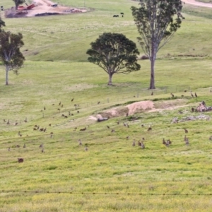 Macropus giganteus at Wolumla, NSW - 12 Sep 2020