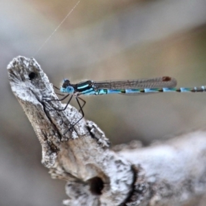 Austrolestes annulosus at Bournda, NSW - 14 Sep 2020