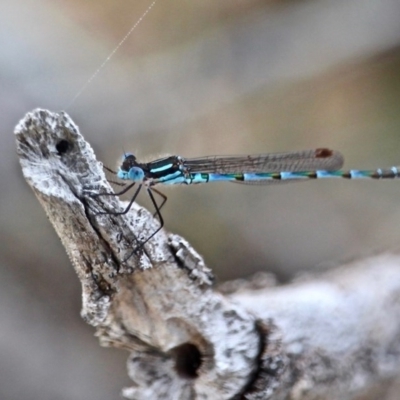 Austrolestes annulosus (Blue Ringtail) at Bournda National Park - 14 Sep 2020 by RossMannell