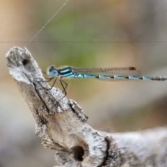 Austrolestes annulosus at Bournda, NSW - 14 Sep 2020 03:25 PM