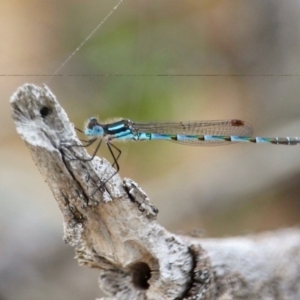 Austrolestes annulosus at Bournda, NSW - 14 Sep 2020