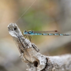 Austrolestes annulosus at Bournda, NSW - 14 Sep 2020