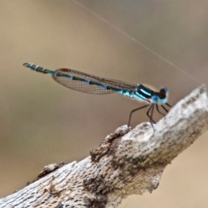 Austrolestes annulosus at Bournda, NSW - 14 Sep 2020