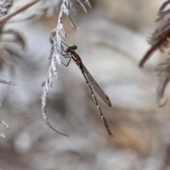 Austrolestes annulosus (Blue Ringtail) at Bournda National Park - 14 Sep 2020 by RossMannell