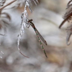 Austrolestes annulosus at Bournda, NSW - 14 Sep 2020 03:29 PM