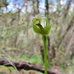 Pterostylis curta (Blunt Greenhood) at Mount Jerrabomberra QP - 19 Sep 2020 by dan.clark