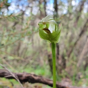 Pterostylis curta at Jerrabomberra, NSW - 20 Sep 2020