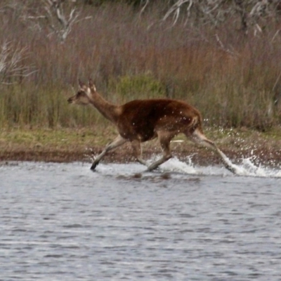 Cervus elaphus (Red Deer) at Bournda Environment Education Centre - 17 Sep 2020 by RossMannell