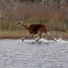 Unidentified Deer (TBC) at Wallagoot, NSW - 17 Sep 2020 by RossMannell