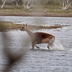 Cervus elaphus at Bournda Environment Education Centre - 17 Sep 2020