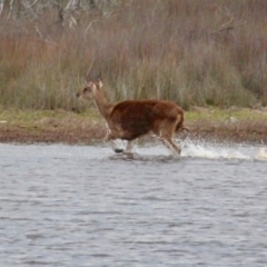 Cervus elaphus at Bournda Environment Education Centre - 17 Sep 2020