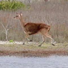 Cervus elaphus at Bournda Environment Education Centre - 17 Sep 2020