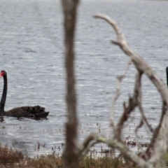 Cygnus atratus (Black Swan) at Bournda Environment Education Centre - 17 Sep 2020 by RossMannell