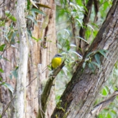 Eopsaltria australis (Eastern Yellow Robin) at Berlang, NSW - 19 Sep 2020 by trevsci