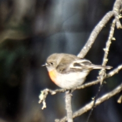 Petroica boodang (Scarlet Robin) at Mount Clear, ACT - 4 Aug 2020 by trevsci