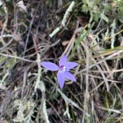 Glossodia major (Wax Lip Orchid) at Nanima, NSW - 20 Sep 2020 by 81mv