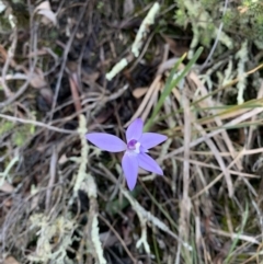 Glossodia major (Wax Lip Orchid) at Nanima, NSW - 19 Sep 2020 by 81mv