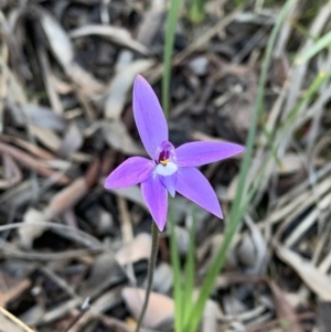 Glossodia major at Nanima, NSW - 20 Sep 2020