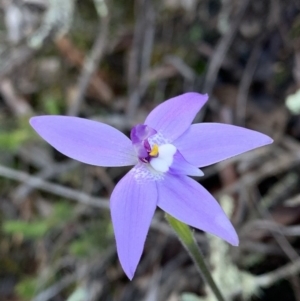 Glossodia major at Nanima, NSW - 20 Sep 2020