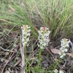 Stackhousia monogyna (Creamy Candles) at Nanima, NSW - 20 Sep 2020 by 81mv