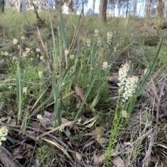 Stackhousia monogyna at Nanima, NSW - 20 Sep 2020