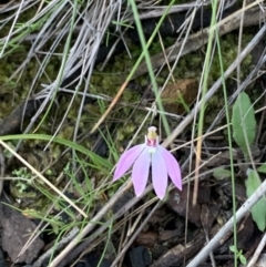 Caladenia carnea (Pink Fingers) at Nanima, NSW - 19 Sep 2020 by 81mv