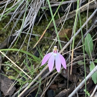 Caladenia carnea (Pink Fingers) at Nanima, NSW - 19 Sep 2020 by 81mv