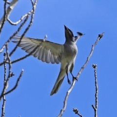 Coracina novaehollandiae (Black-faced Cuckooshrike) at Fyshwick, ACT - 19 Sep 2020 by RodDeb