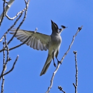 Coracina novaehollandiae at Fyshwick, ACT - 19 Sep 2020 12:25 PM