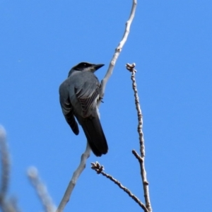 Coracina novaehollandiae at Fyshwick, ACT - 19 Sep 2020 12:25 PM