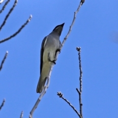 Coracina novaehollandiae at Fyshwick, ACT - 19 Sep 2020 12:25 PM