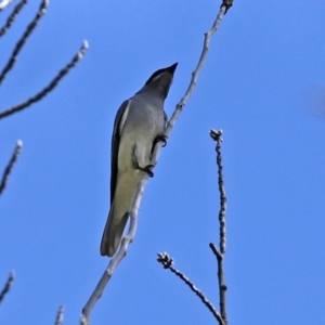 Coracina novaehollandiae at Fyshwick, ACT - 19 Sep 2020 12:25 PM