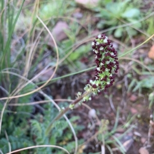 Acaena (genus) at Nanima, NSW - 20 Sep 2020