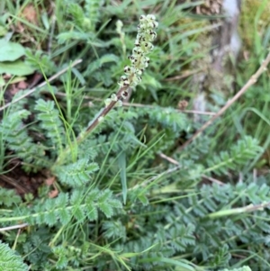 Acaena (genus) at Nanima, NSW - 20 Sep 2020