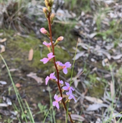 Stylidium (genus) (Trigger Plant) at Nanima, NSW - 20 Sep 2020 by 81mv