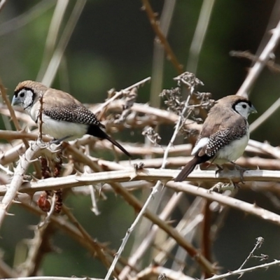 Stizoptera bichenovii (Double-barred Finch) at Campbell, ACT - 19 Sep 2020 by RodDeb