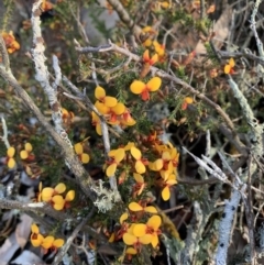 Dillwynia phylicoides (A Parrot-pea) at Nanima, NSW - 19 Sep 2020 by 81mv