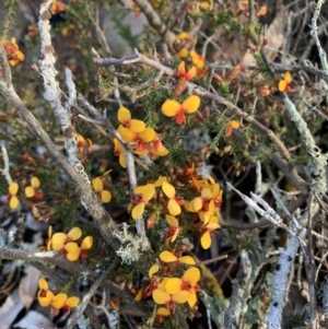 Dillwynia phylicoides at Nanima, NSW - 20 Sep 2020