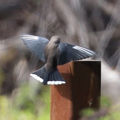 Artamus cyanopterus cyanopterus (Dusky Woodswallow) at Fyshwick, ACT - 19 Sep 2020 by RodDeb