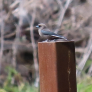 Artamus cyanopterus at Fyshwick, ACT - 19 Sep 2020