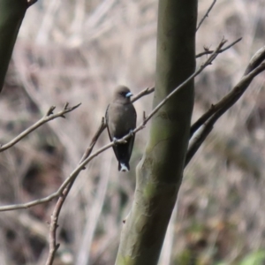 Artamus cyanopterus at Fyshwick, ACT - 19 Sep 2020