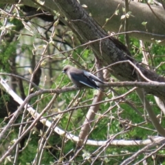 Artamus cyanopterus at Fyshwick, ACT - 19 Sep 2020