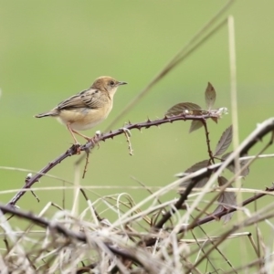 Cisticola exilis at Fyshwick, ACT - 19 Sep 2020