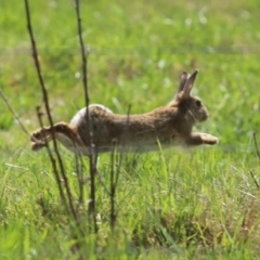 Oryctolagus cuniculus (European Rabbit) at Jerrabomberra Wetlands - 19 Sep 2020 by RodDeb