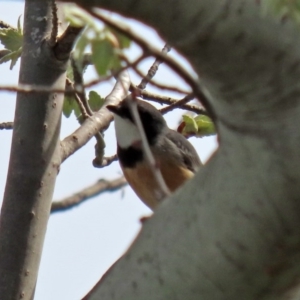 Pachycephala rufiventris at Fyshwick, ACT - 19 Sep 2020 12:59 PM